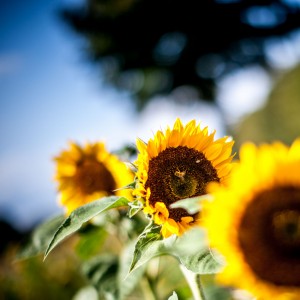 Ortsverband Hiddingsel sammelt 1321,- EUR für Lichtblicke durch Sonnenblumen-Initiative.
