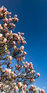 Die ersten Blüten in Hiddingsel.